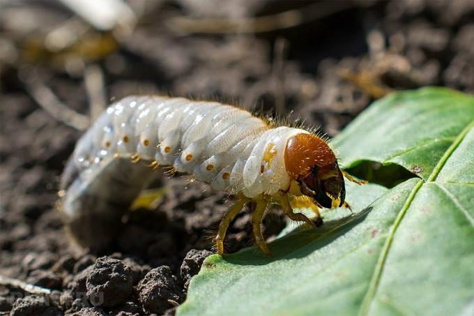 Quanto è facile per liberare il giardino di maggiolino, grilli talpa, lumache e afidi senza l'uso di pesticidi: 5 modi provata