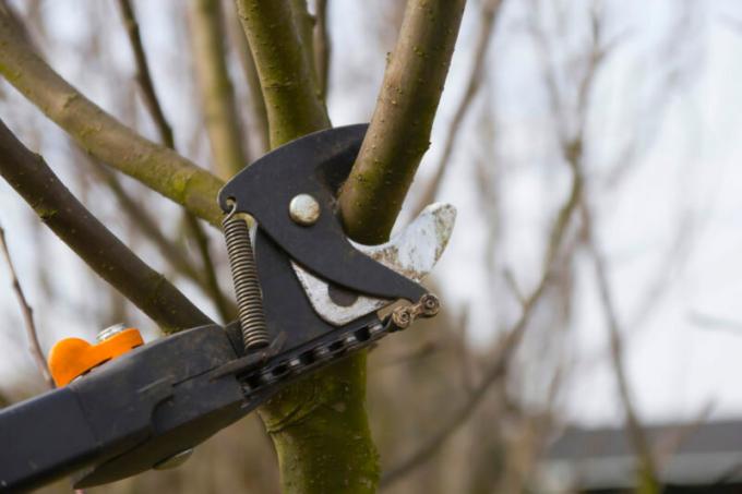 Come prolungare la vita di un vecchio albero