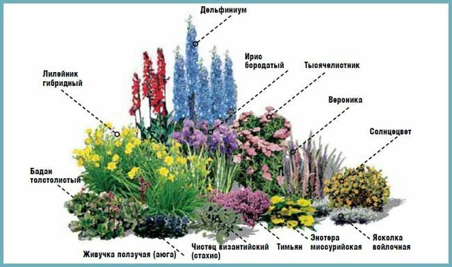 Esempio dei letti di piante perenni. Illustrazione di questo articolo è tratto da fonti pubbliche