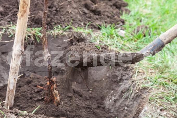 Perché piantine die: errori di base giardinieri