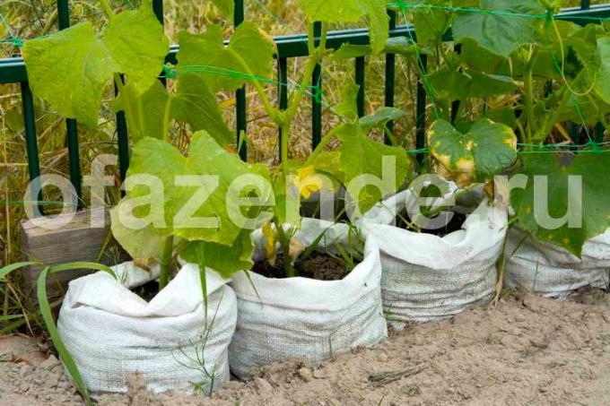 Crescere i cetrioli in sacchetti. Illustrazione per un articolo è usato per una licenza standard © ofazende.ru