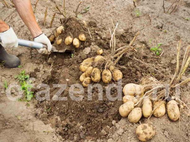 Un ottimo raccolto di patate con il metodo Balabanov