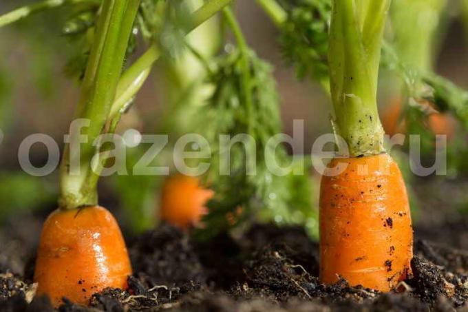 Crescente carote. Illustrazione per un articolo è usato per una licenza standard © ofazende.ru