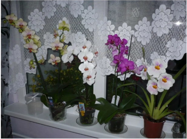 Phalaenopsis sul davanzale della finestra. Alcune delle immagini per un articolo preso da internet