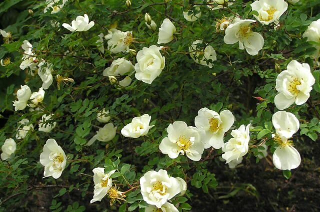 Rose spinato grande decorazione rivestimento trasparente del vostro giardino