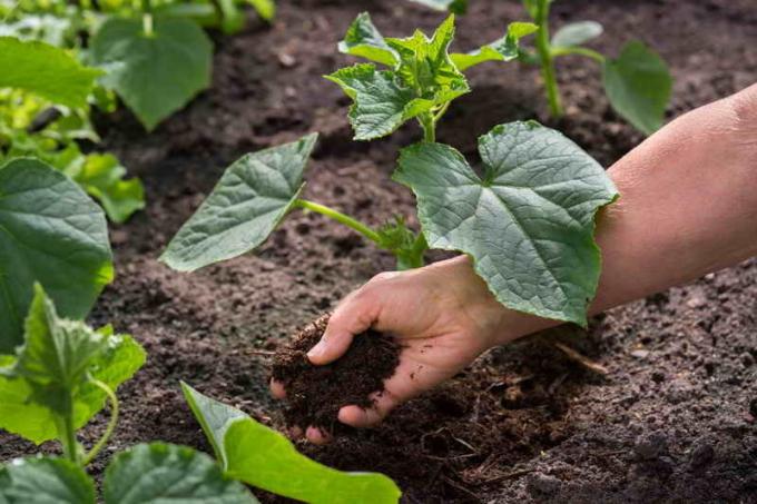 Come estendere la fruttificazione di cetriolo?