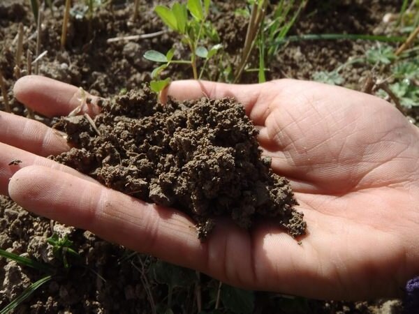 Un vicino ha suggerito un modo in cui tutto il suolo nel giardino può essere sciolto e fertile