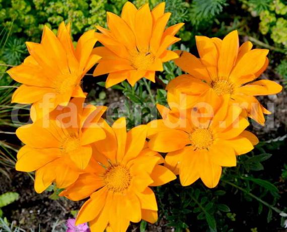 Gatsaniya fiore (gazania): Descrizione e lavaggio