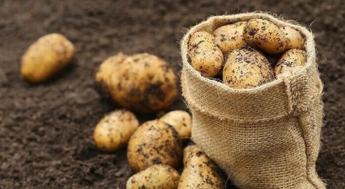Come preparare il terreno in autunno sotto le patate e quindi ottenere un buon raccolto