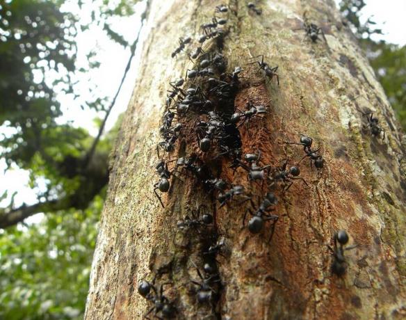 Modi provata per aiutare sbarazzarsi di formiche nel giardino e il giardino