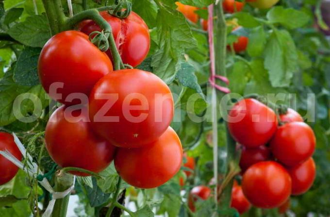 coltivare i pomodori. Illustrazione per un articolo è usato per una licenza standard © ofazende.ru