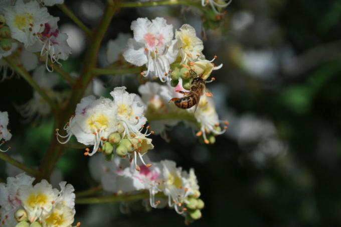Come miele di castagno aiuta a curare molte malattie, e perché è considerato di essere una fonte di salute e longevità