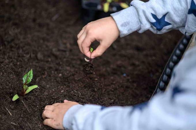 Preziosi consigli per le barbabietole in crescita