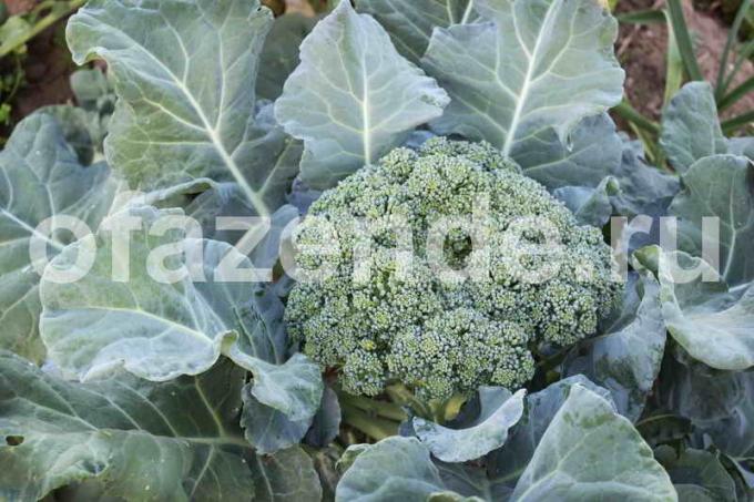 La tecnologia di crescere broccoli