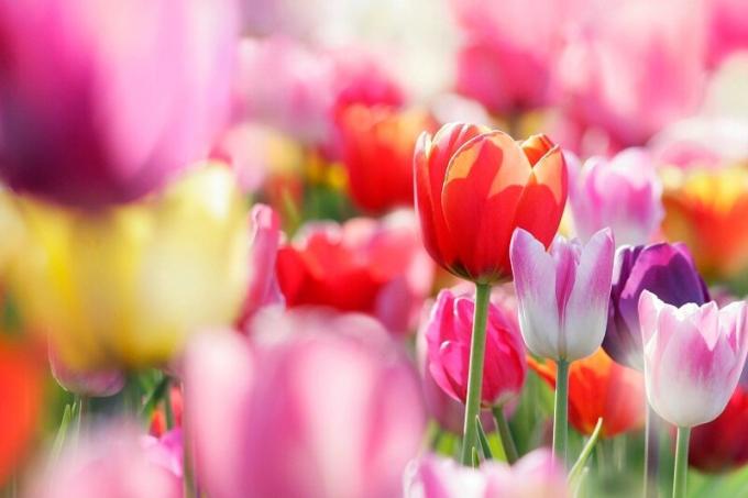 Tulipani in fiore. Illustrazione per un articolo è usato per una licenza standard © ofazende.ru