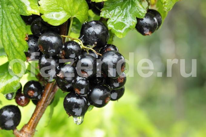 Autunno ribes vestirsi per un grande raccolto