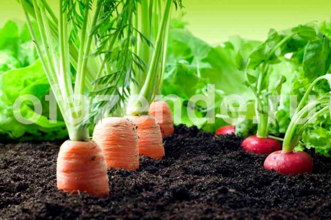 Crescere carote e ravanelli. Illustrazione per un articolo è usato per una licenza standard © ofazende.ru