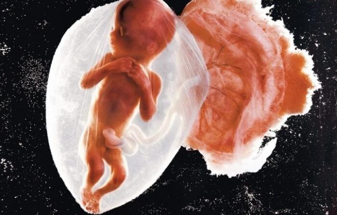 Prima Foto bambino embrione.