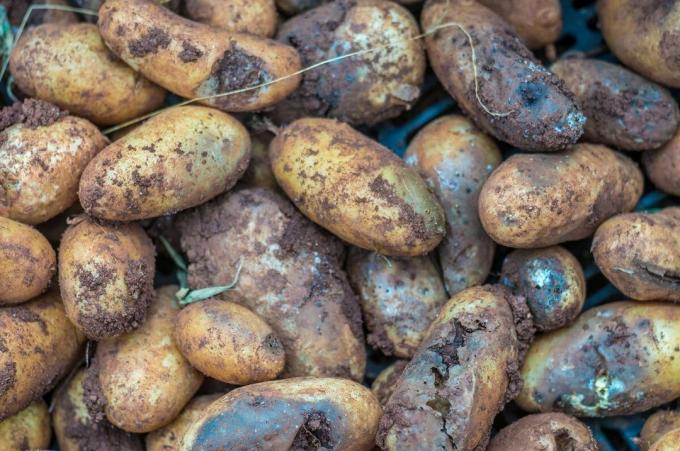 5 motivi principali che può marcire le patate in cantina