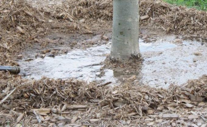 Come determinare quando gli alberi cadono irrigazione è necessaria, e quando l'acqua è già abbastanza