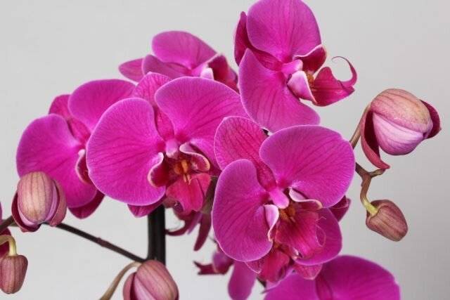 Come prendersi cura per la fioritura di orchidee che fiorì a lungo possibile