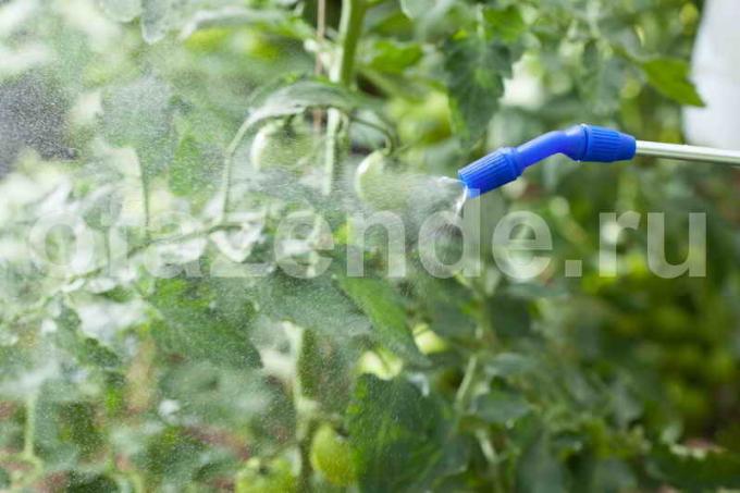 Medicazioni ricette per pomodori coltivati ​​in piena terra