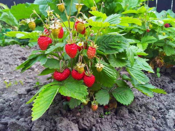 La coltivazione di fragole e fragole