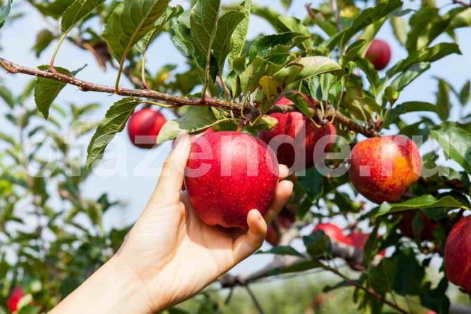 Crescere alberi di mele. Illustrazione per un articolo è usato per una licenza standard © ofazende.ru