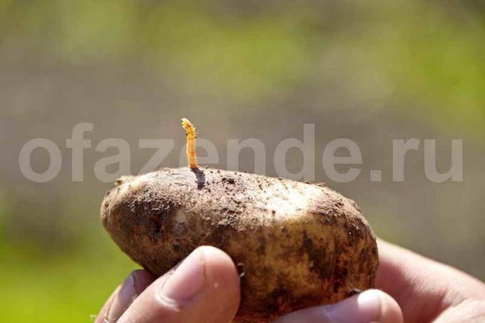 Wireworms nelle patate. Illustrazione per un articolo è usato per una licenza standard © ofazende.ru