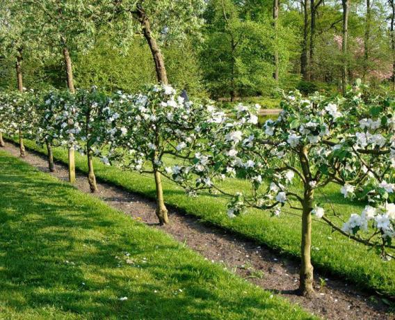 Hedge con bacche fresche e frutta nel vostro giardino: consigli per giardinieri