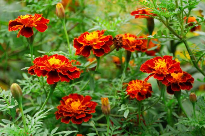 Quali sono i vantaggi calendule in giardino