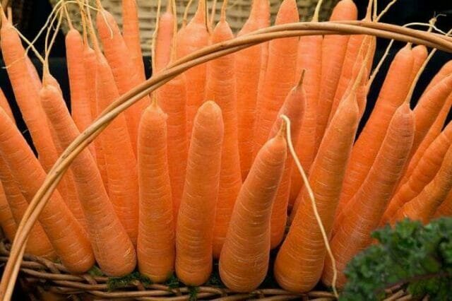 Come carote vegetali, così lei è cresciuto grande e gustoso