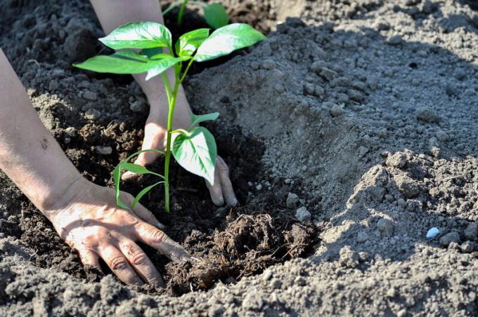 Fertilizzante per il pepe: gli strumenti, gli standard e le caratteristiche che introducono