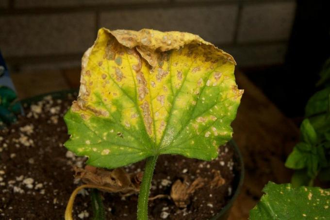 Hanno i vostri cetrioli ingialliscono, curl e secche foglie? 🍃 Niente panico! 🍃 Cosa fare: consigli di un esperto giardiniere (parte 2)