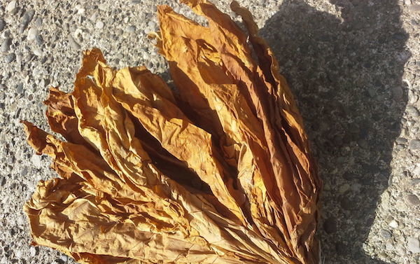 foglie di tabacco secche sono facilmente rotti e sbriciolato nelle sue mani