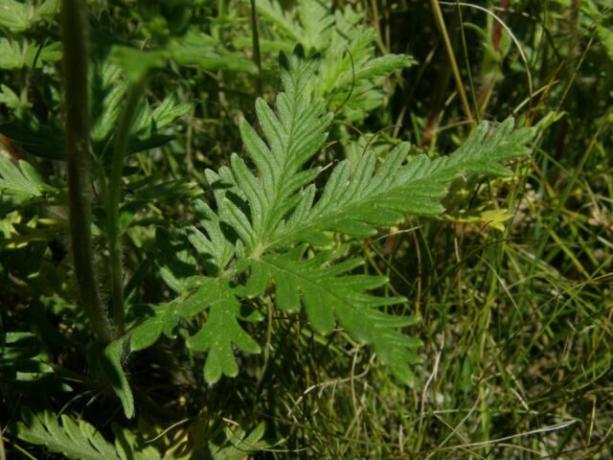 Euphorbia - tipi, proprietà, piantagione, la cura