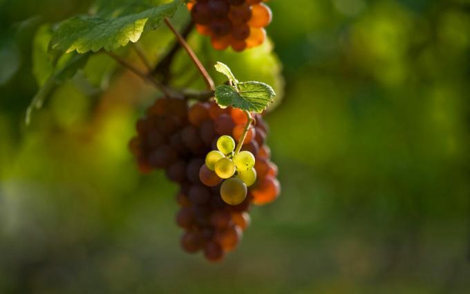 Quali sono le 3 principali regole che è necessario seguire quando le uve piantare in primavera, di continuare a ricevere grandi colture