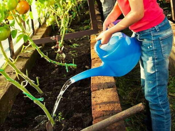 Irrigazione pomodori soluzione (almeno 3 volte a stagione)