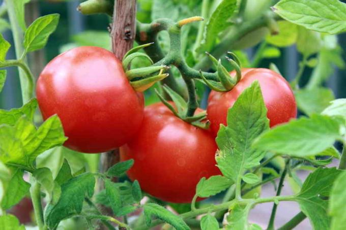 Come rendere il pomodoro blush