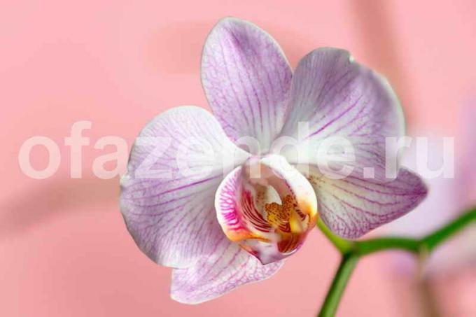fiore di orchidea. Illustrazione per un articolo è usato per una licenza standard © ofazende.ru