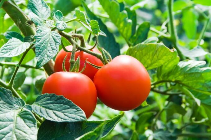 Pomodori non dovrebbero essere piantati dopo le fragole. Illustrazione per un articolo è usato per una licenza standard © ofazende.ru