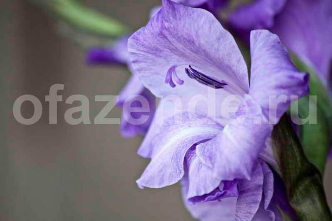 Crescere Gladiolus. Illustrazione per un articolo è usato per una licenza standard © ofazende.ru