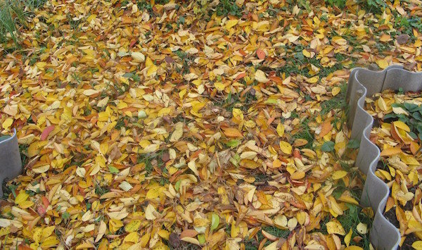 Perché foglie cadute non dovrebbero essere lasciati sul sito e in giardino