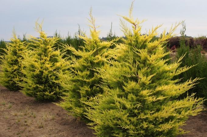 Nella varietà foglie sono più giallo kgfarmsinc.com