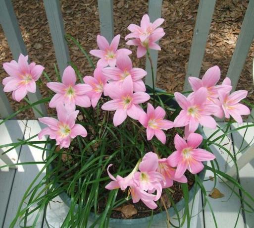 Noi cresciamo zephyranthes (upstart) a casa