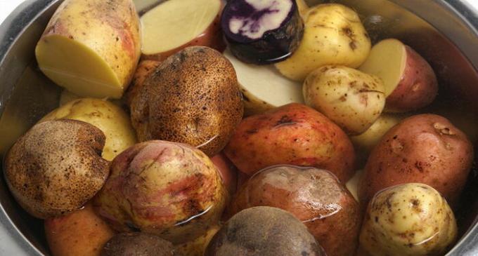 Prova durante mashing a mescolare diverse varietà di patate.