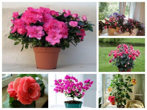 6 piante d'appartamento con fioritura rigogliosa: decorazione di ogni casa