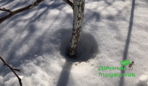 Neve di fusione intorno al tronco con calce. 