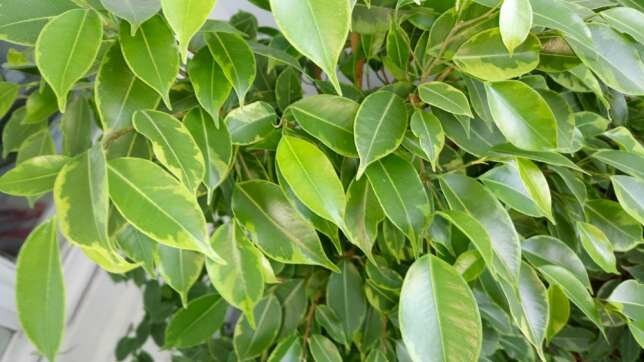 Quello che vuole Ficus benjamina? 5 semplici consigli per una crescita sana