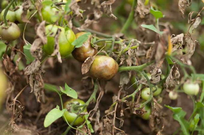 Come proteggere i pomodori da peronospora